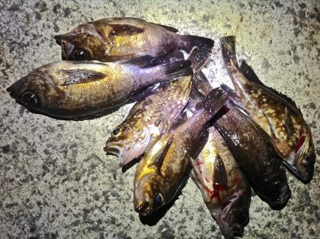 オキソメバルがパタパタと